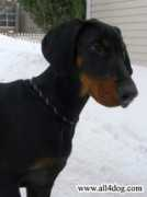 all4dog.com Delberta