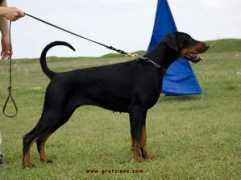 dobermann-review.com Delberta