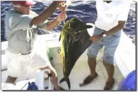 catchbillfish.com Delberto