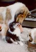 finncollies.com Delcia