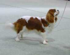 cavaliers.co.uk Delecia