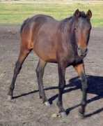 swancreekandalusians.ca Delerio
