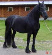 swancreekandalusians.ca Delerio