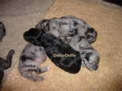 Delfio