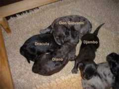 Delfio