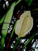 Delici