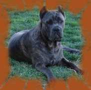redrockcanyoncanecorso.com Deliliah