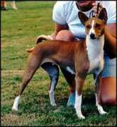 basenji.junix.cz Dellahi