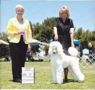 divinepoodles.com Delliah