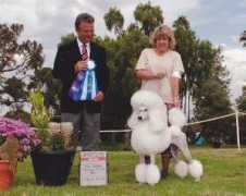 divinepoodles.com Delliah
