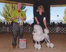 divinepoodles.com Delliah
