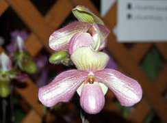 orchid.or.jp Dellina