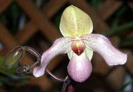 orchid.or.jp Dellina