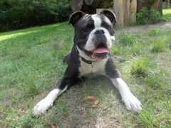 continentalbulldogge.com Delphien