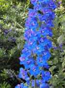 ginva.com Delphinium