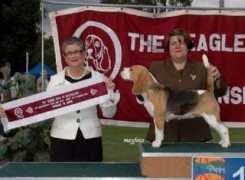 dogzonline.com.au Delrei