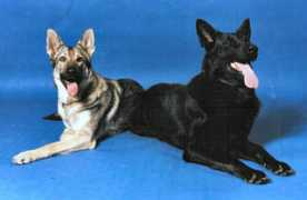 newlondonpoliceunion.com Deltgen