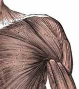 ganfyd.org Deltoid