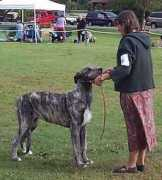 wolfhoundweb.com Demage