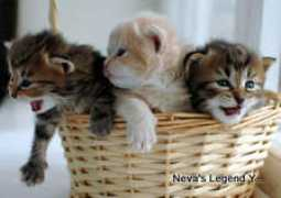 siberiancats.ru Dementiy