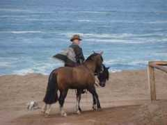 chileanhorse.com Demetres