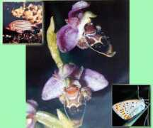 conservation.org.cy Demetropoulos