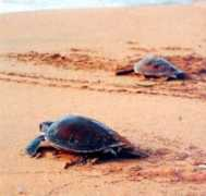 conservation.org.cy Demetropoulos