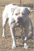 americanbulldog4u.de Deminor