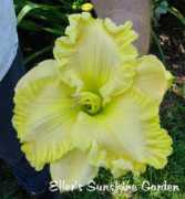 donellerdaylilies.com Demith