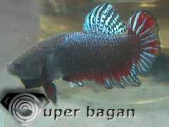 superbagan.com Demonking