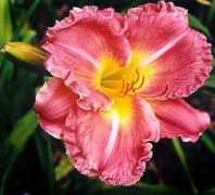 daylilies.org Denamarie