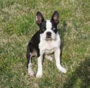 mystiscritters.com Denaye
