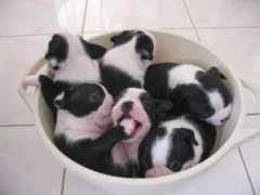 mystiscritters.com Denaye