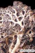 anbg.gov.au Dendris