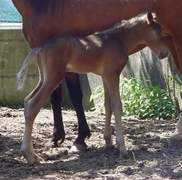 mountainhorseeurope.com Deneba