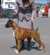 Denevi