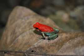 srelherp.uga.edu Dengra