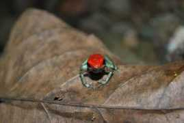 srelherp.uga.edu Dengra