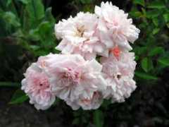 rosegathering.com Deniau