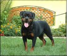 denalirottweilers.com Deniel