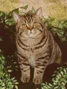 denimarcats.com Denimar