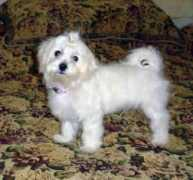 gotdogsonline.com Denisita
