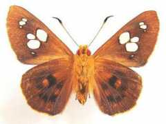 lepidoptera.butterflyhouse.com.au Denitza