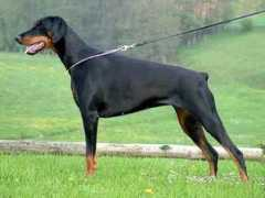dobermann-review.com Deniver