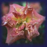 trimmerdaylily.com Denli