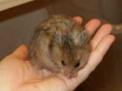 rikyhamstery.com Dennye