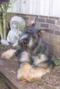 pupclassifieds.com Densal