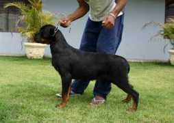 Densel