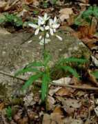 missouriplants.com Dentaria