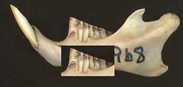 museum2.utep.edu Dentine